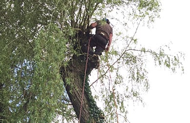 acer-trees-consultation