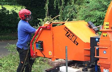 acer-trees-woodchipper